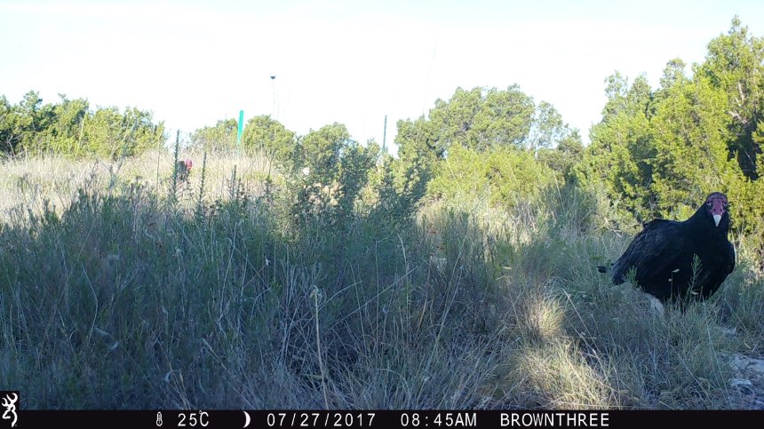 0845:072717:25C:0000:BROWNTHREE:1