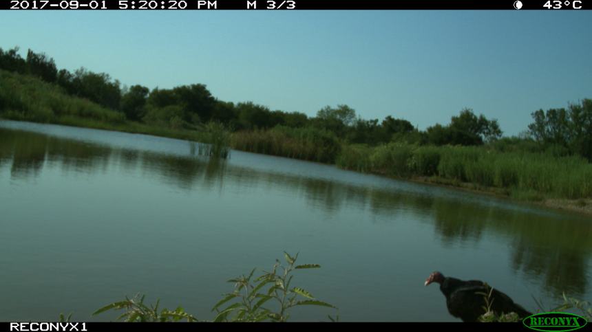 Reconyx 1 Sept 2017 351