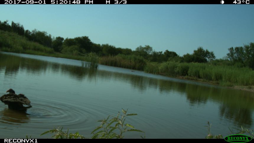 Reconyx 1 Sept 2017 360