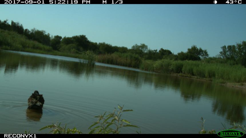 Reconyx 1 Sept 2017 364