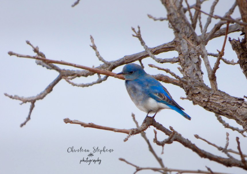 Mountain Bluebird Male 3RF Dec 2017-Ed copy-imp