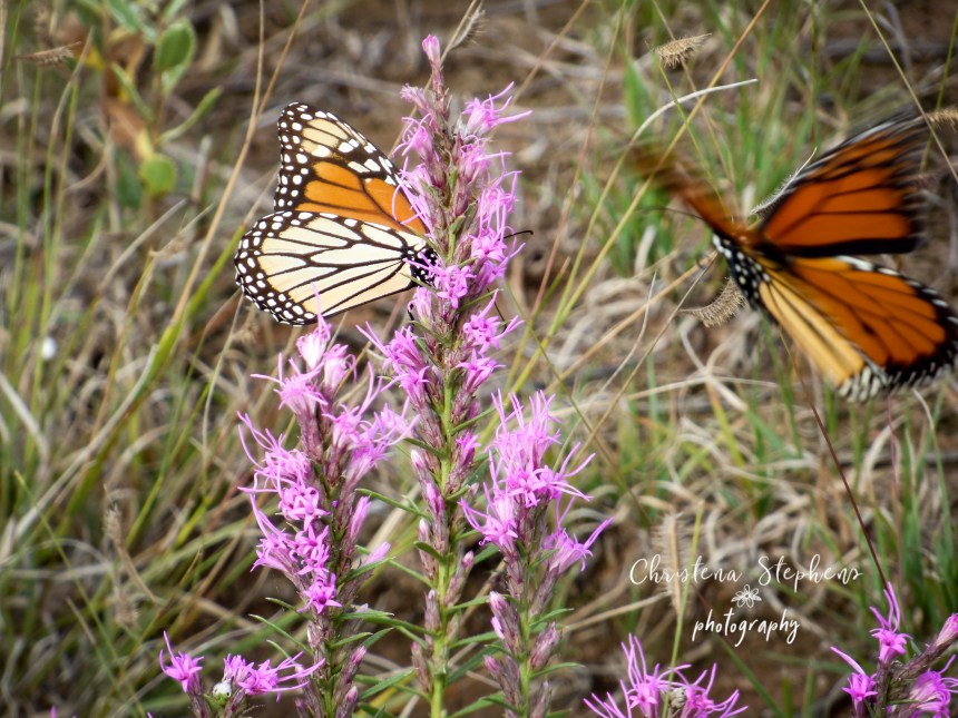 Monarchs and Liatris - 3RF Sept 2018-imp