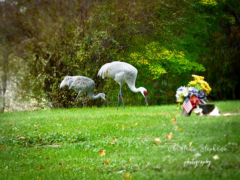 sandhiill cranes, madison wisconsin, christena stephens photography,