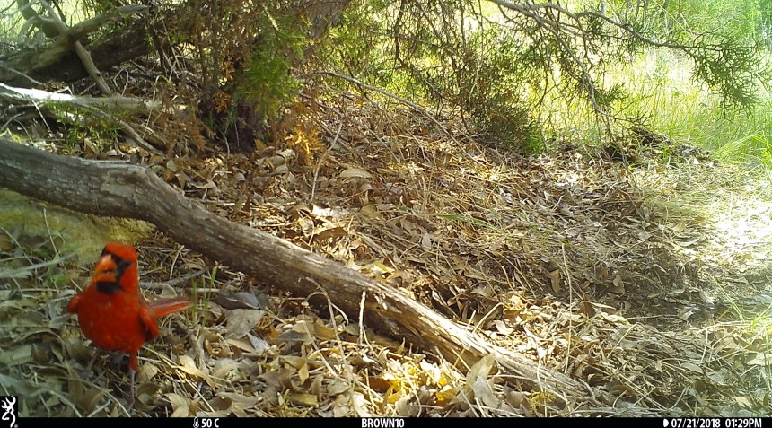 Brown 10 - August 2018 636