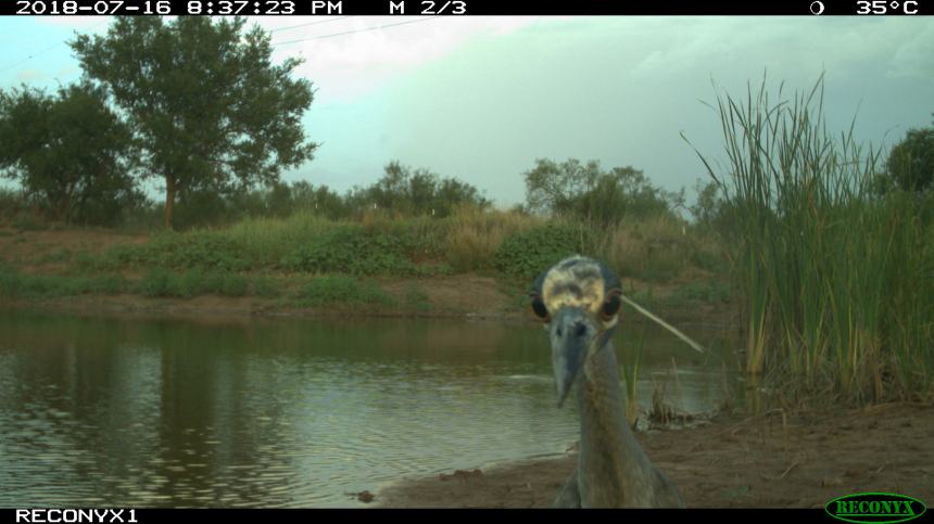 Reconyx 1 - August 2018 305