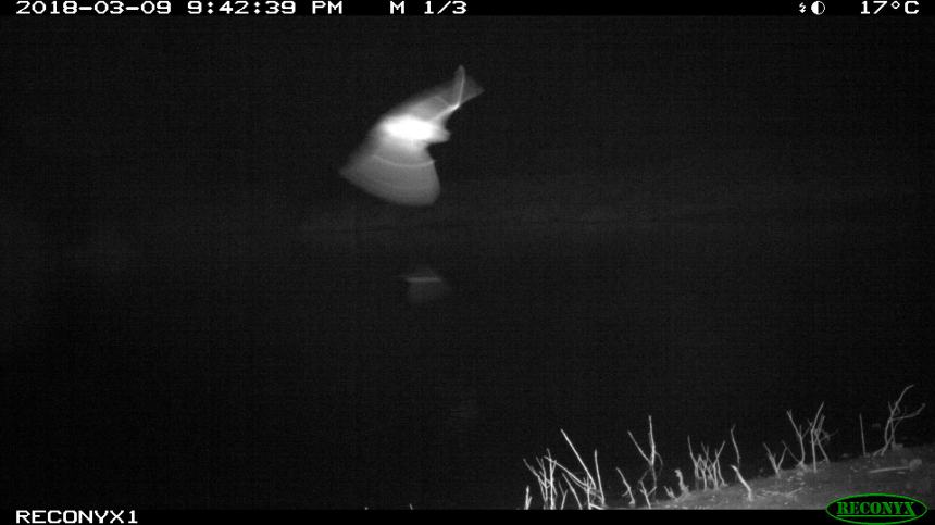 Reconyx 1 - March 2018 2527