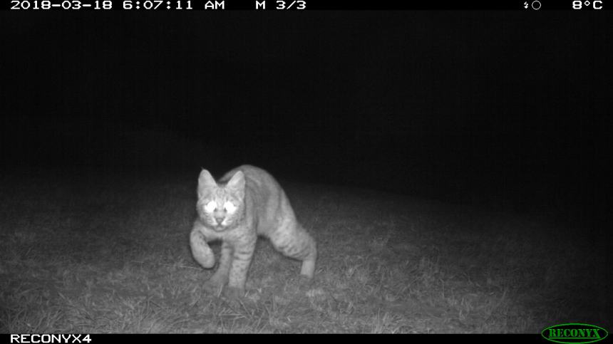 Reconyx 4 - March 2018 060