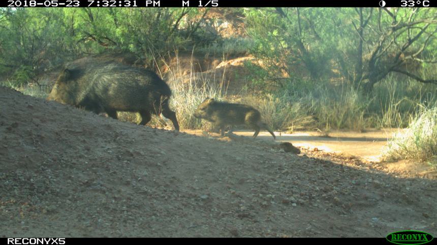 Reconyx 5 - May 2018 051