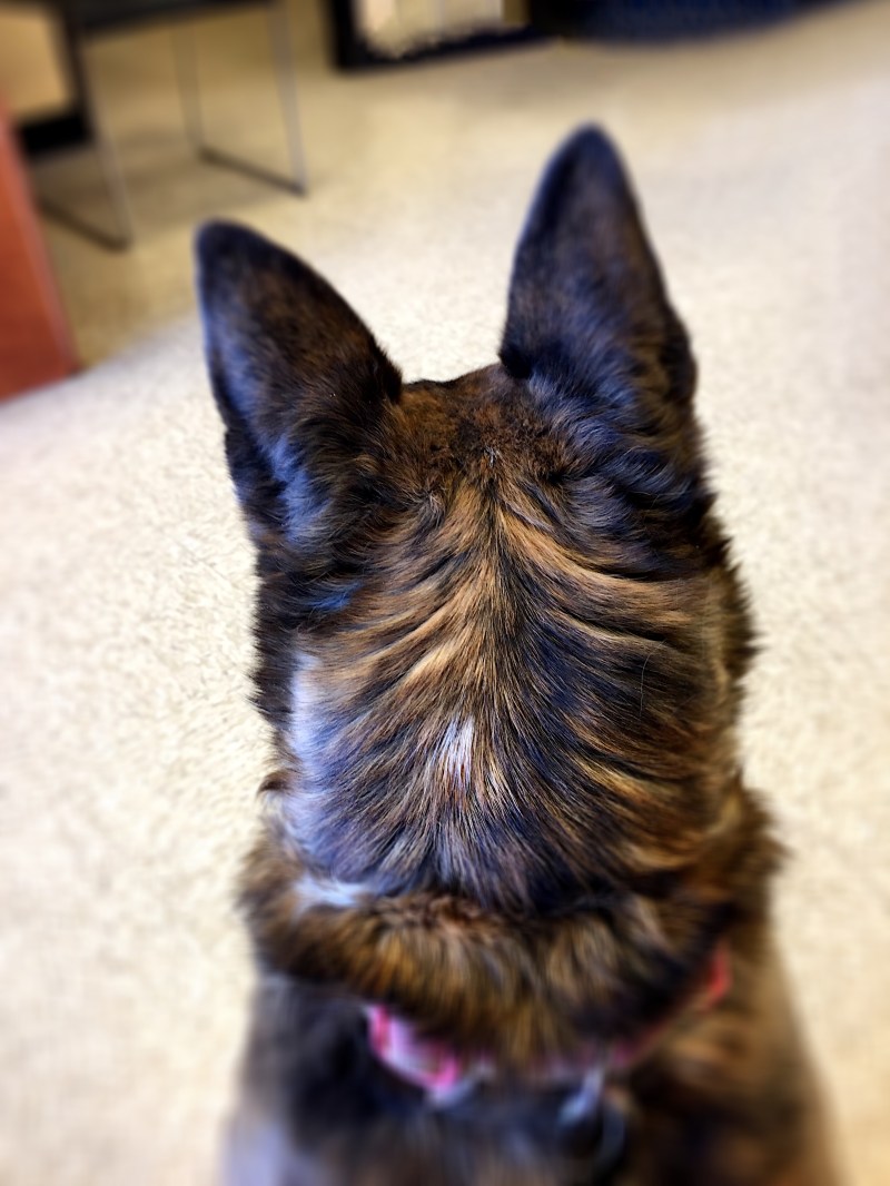 Back of a dog's head looking outward.