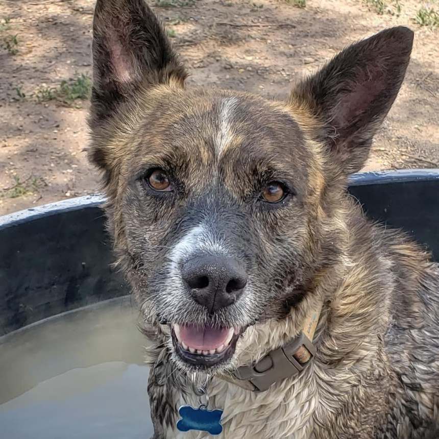 Dog smiling in a water tank.