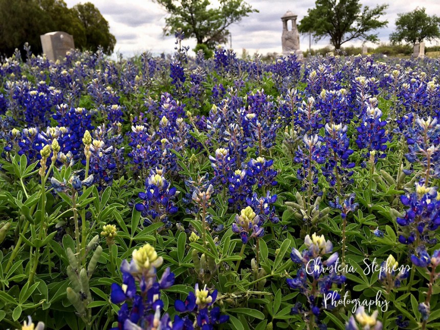 Bluebonnets copy 2-imp (1)