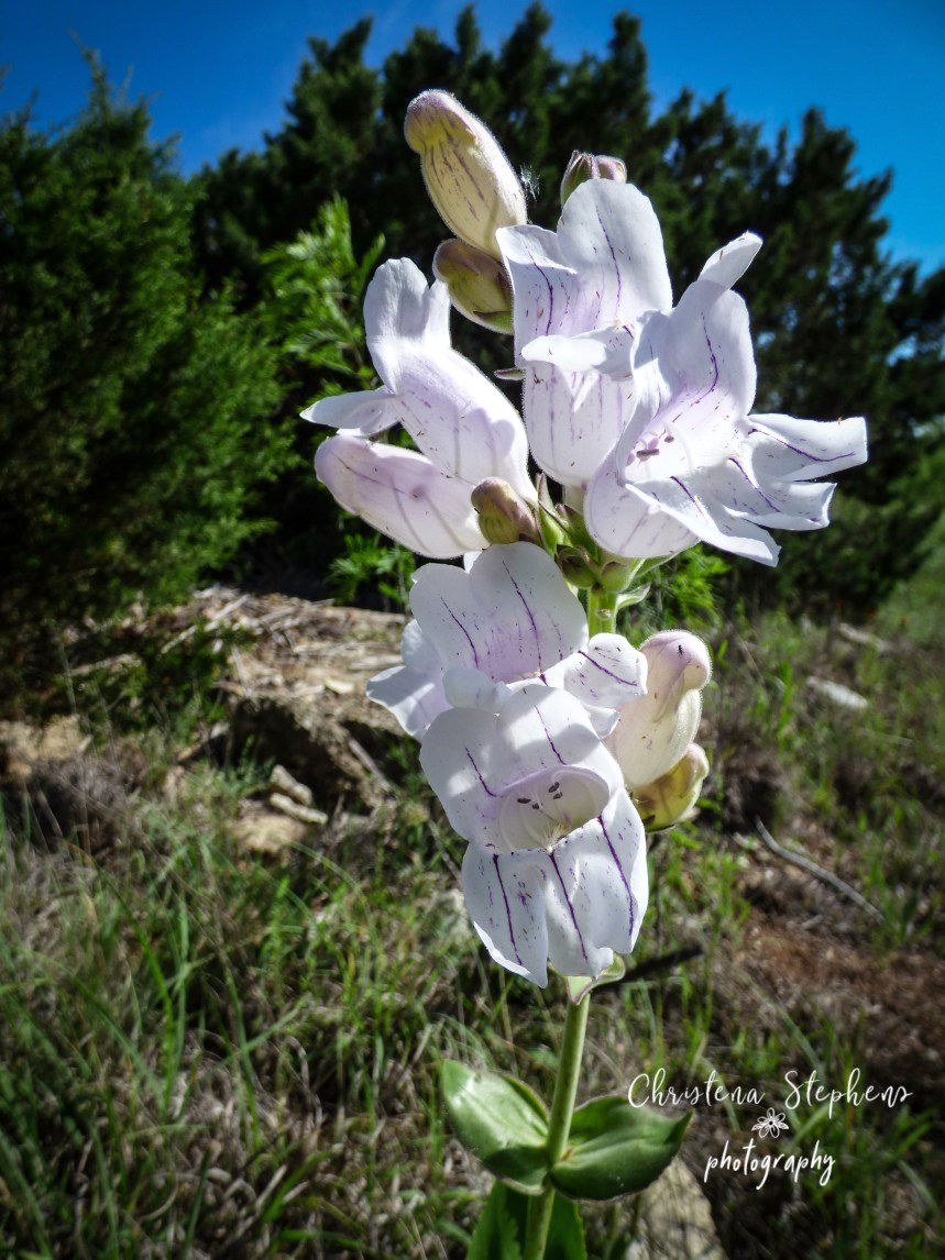 Cobaea Beardtongue - 3RF May 2019 copy