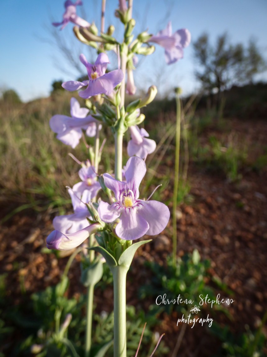 Foxglove - 3RF April 2019 copy