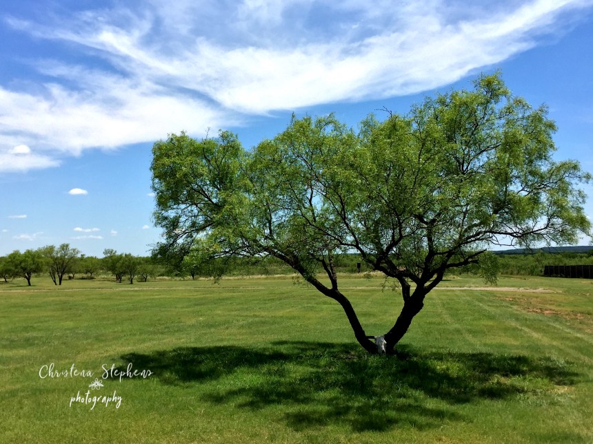 Mesquite Tree