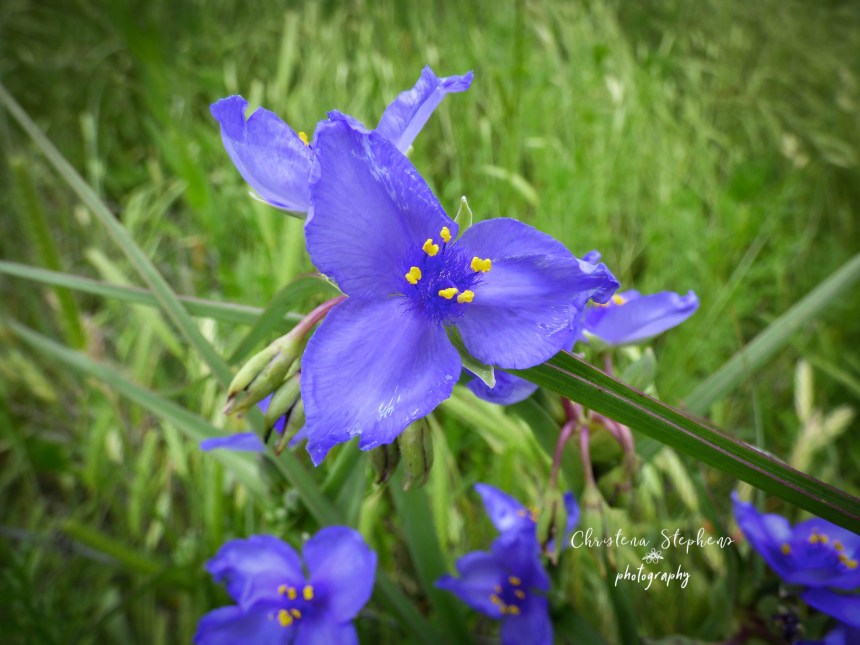 Prairie Spiderwort - 3RF May 2019 copy