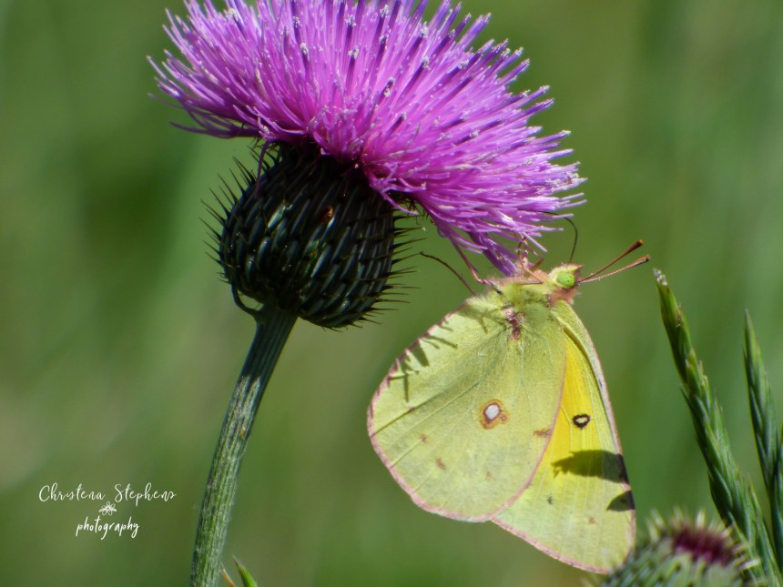 Sulfur Butterfly and Thistle - 3RF May 2019 copy-1