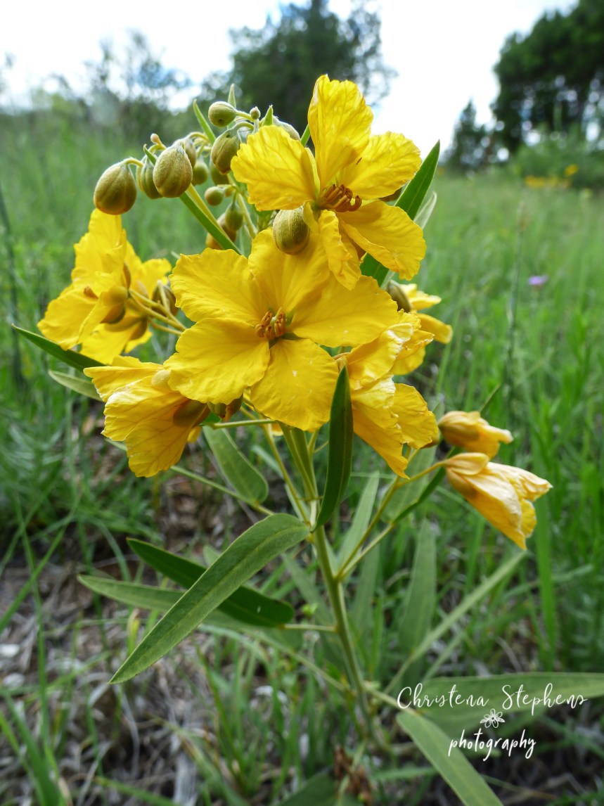 Two-leaf Senna - 3RF May 2019 copy