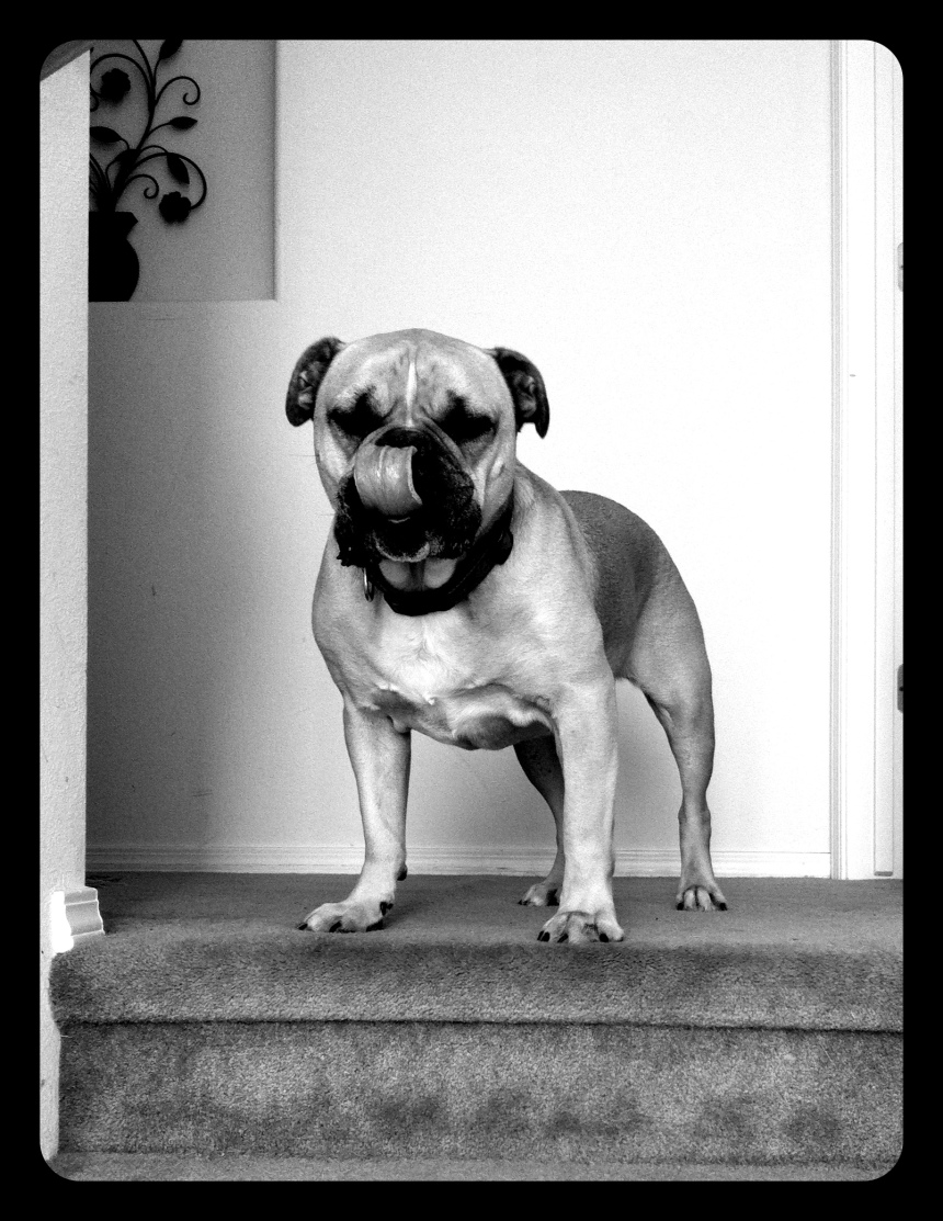 dog at top of stairs