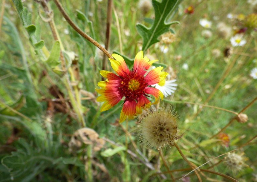 Red flower, Yellow flower,