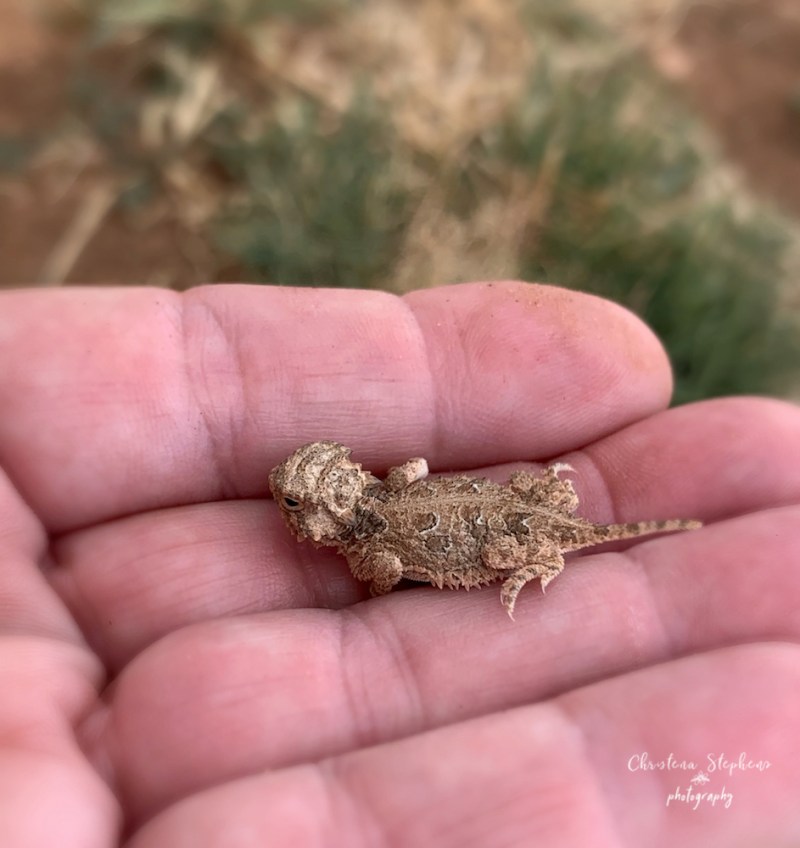 Baby horned lizard