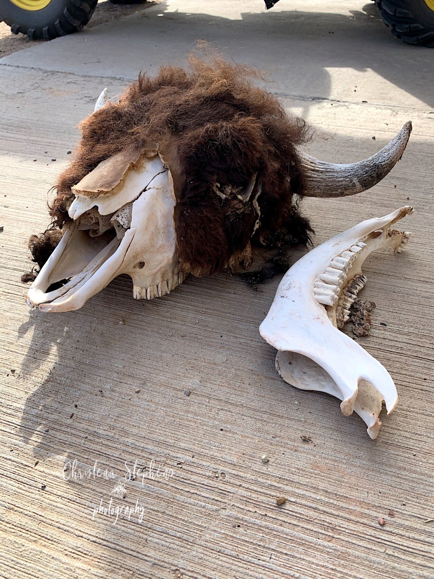 Bison Bull Skull
