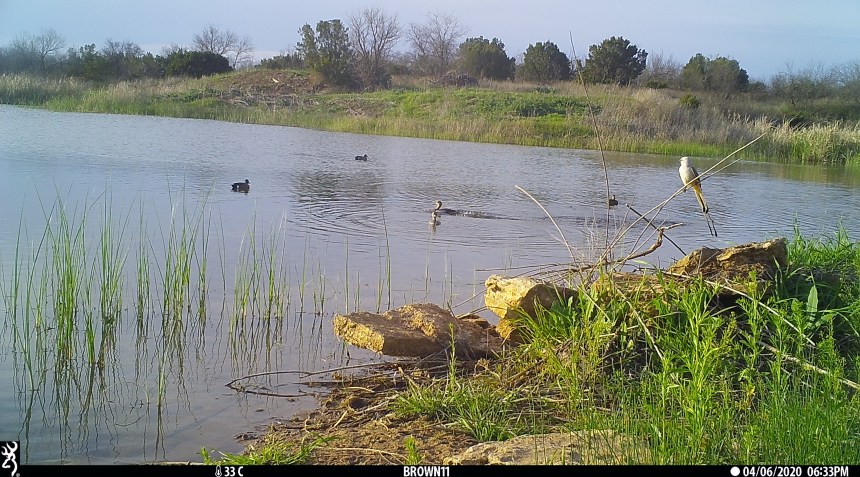 Brown 11 - April 2020 2037 copy