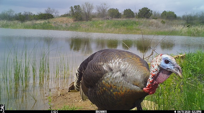 Brown 11 - April 2020 2209 copy