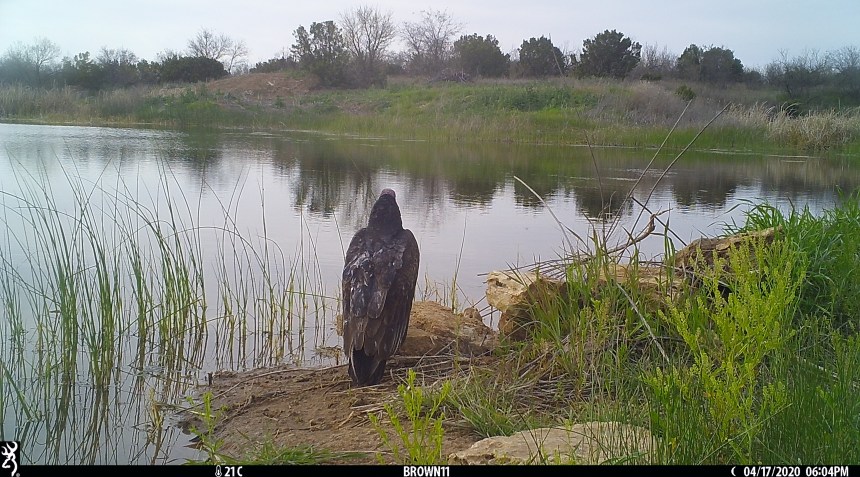 Brown 11 - April 2020 3860 copy