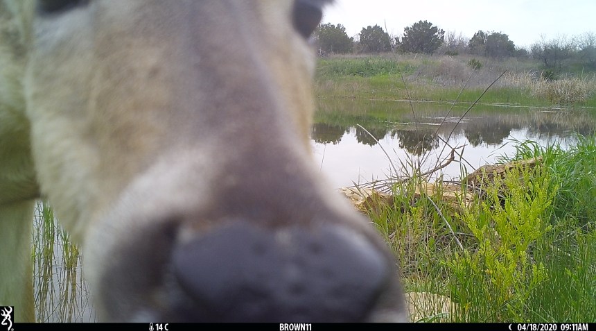 Brown 11 - April 2020 3869 copy