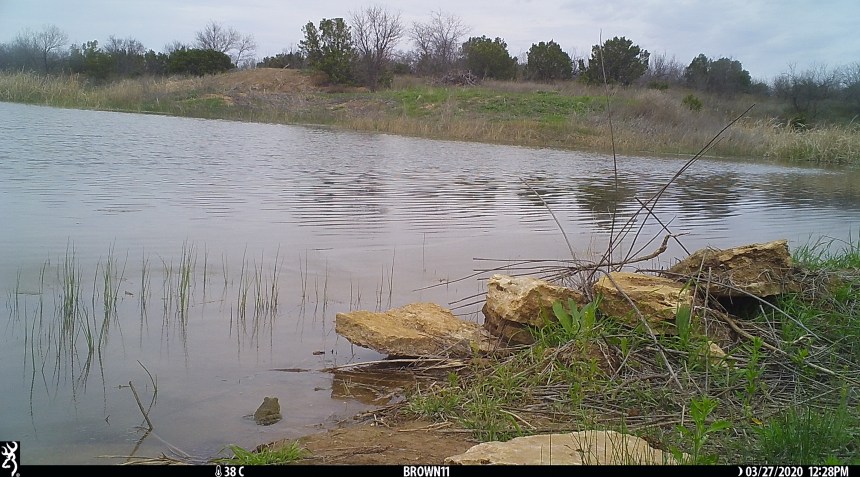 Brown 11 - April 2020 545 copy