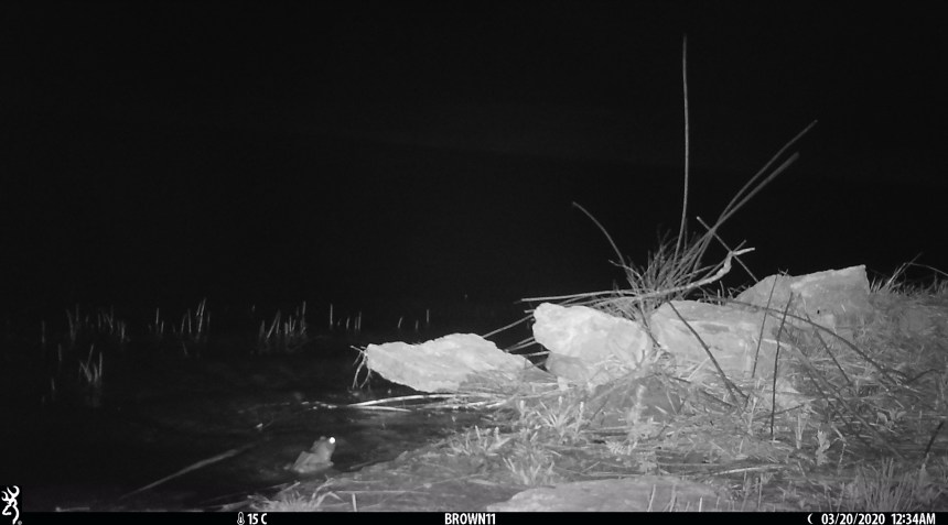 Brown 11 - April 2020 86