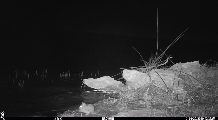 Brown 11 - April 2020 93 copy