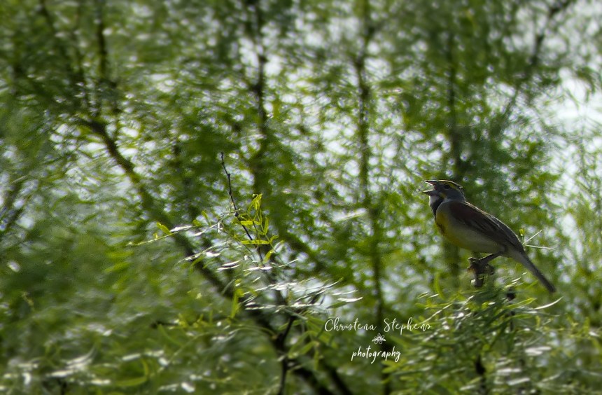 Dickcissel Close 3RF Ranch May 2020 Logo