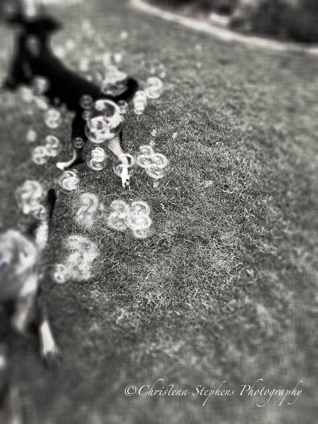 Dogs Playing With Bubbles