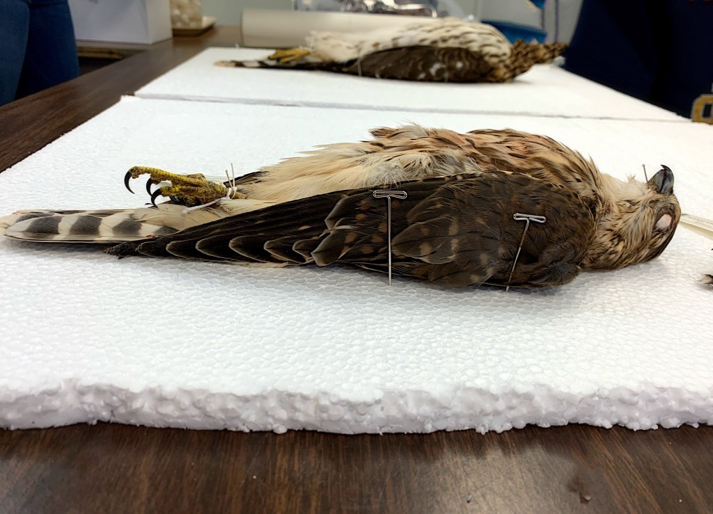 Bird specimen pinned to a styrofoam. 