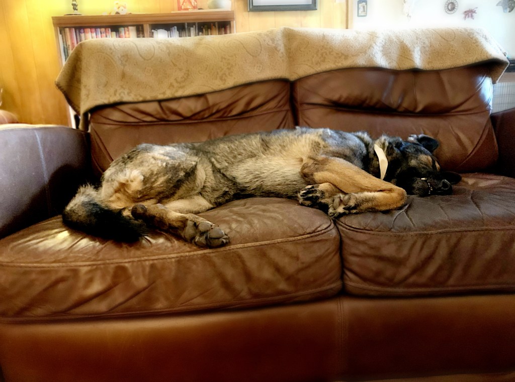 German shepherd dog laying on a couch. 