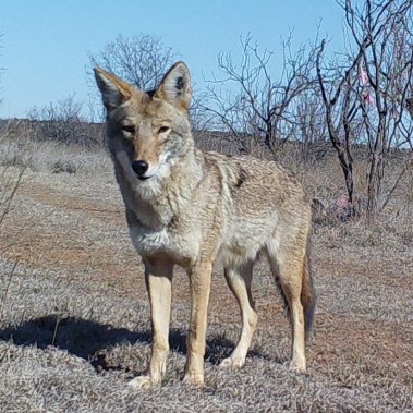 Best Coyote Capture