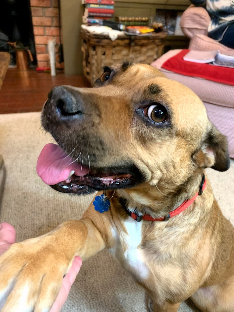 A sitting tan dog with an open mouth and right paw lifted into a human hand. 