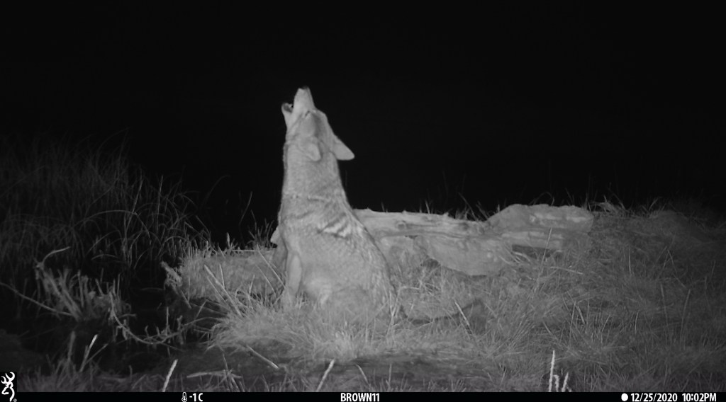 A coyote howling in front of a remote camera at night on Forgotten Winds. 