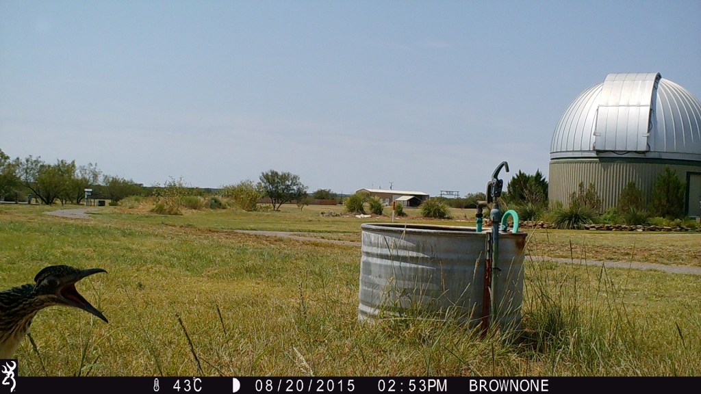 Greater Roadrunner on a camera trap with its mouth open. 
