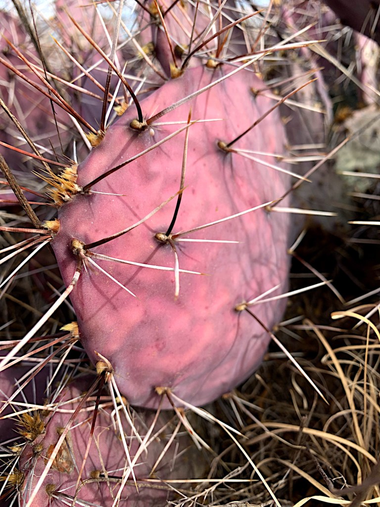Prickly pear cactus pad that had turned purple