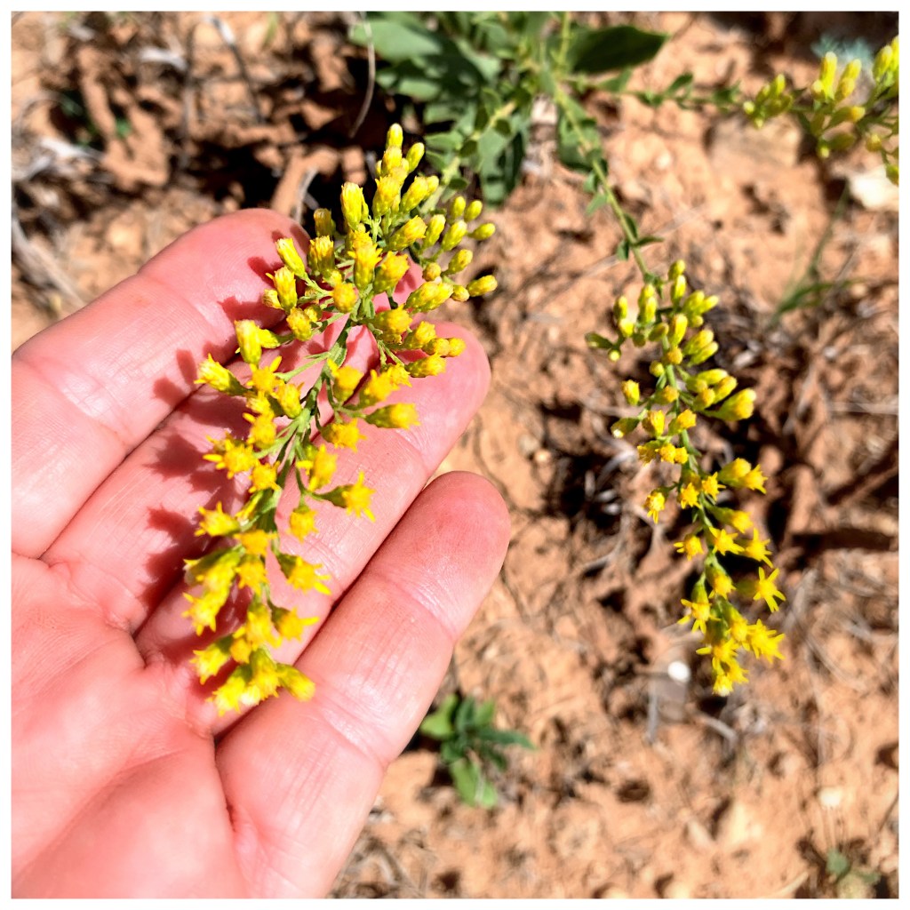 Bright yellow flowers of goldenrod being showcased by laying in the palm of a hand. 