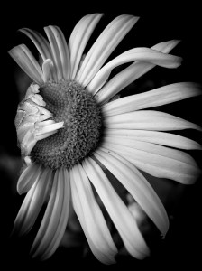 A white flower opening its petals in black and white.