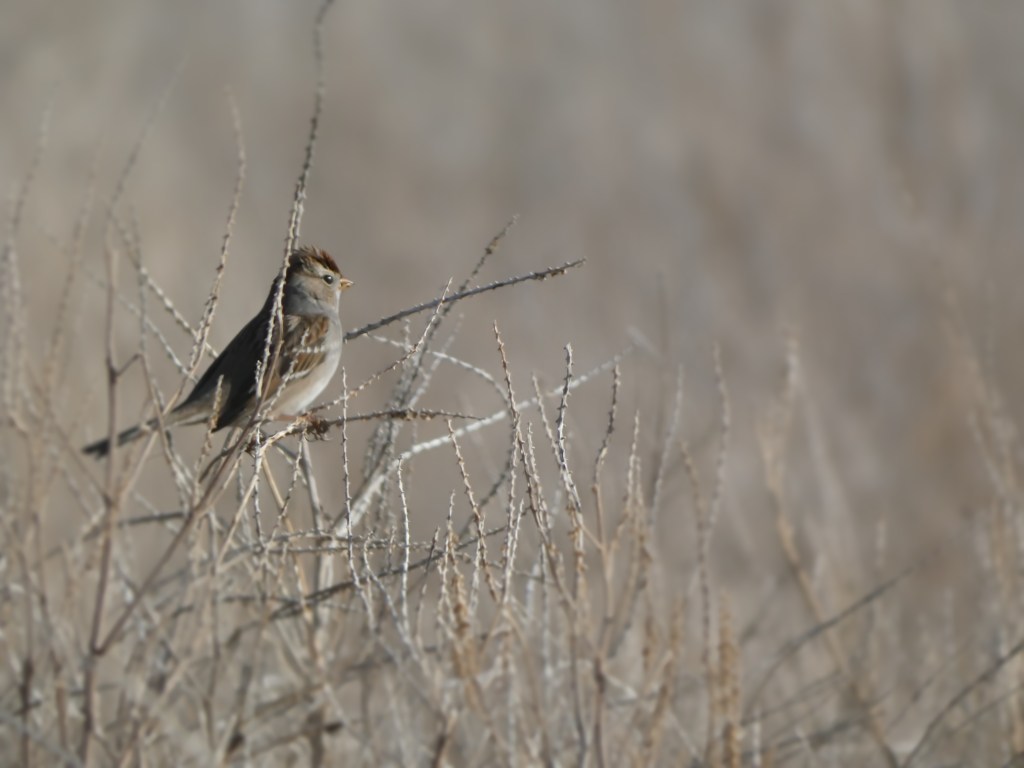 A sparrow perched in the left of the image in dead foliage. 