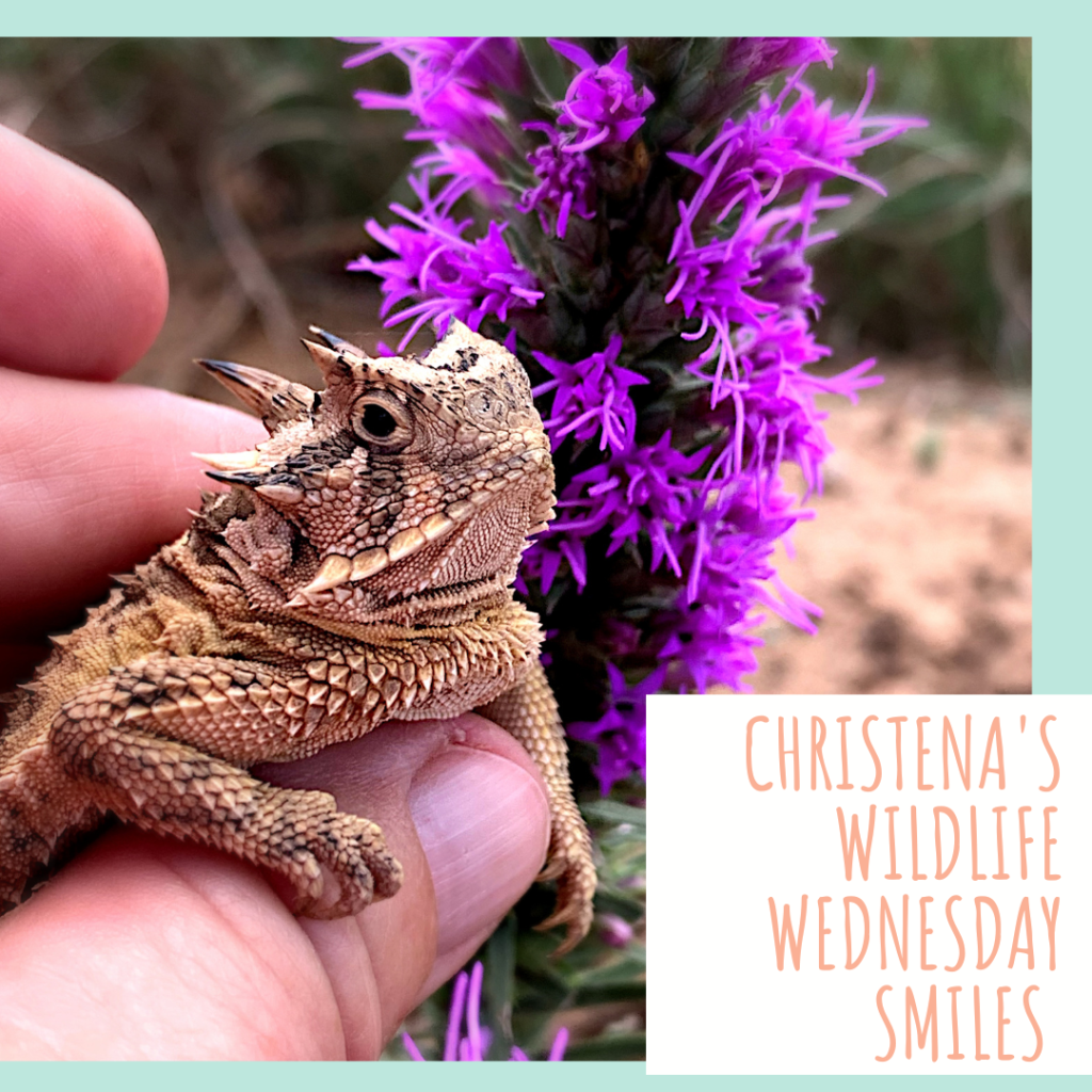 A Texas horned lizard being held in front of a purple liatris flower with the words Christena's Wildlife Wednesday Smiles. 