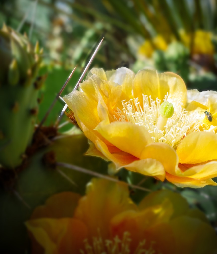 Yellow prickly pear bloom with a small sweat bee flying into the center of the flower. 