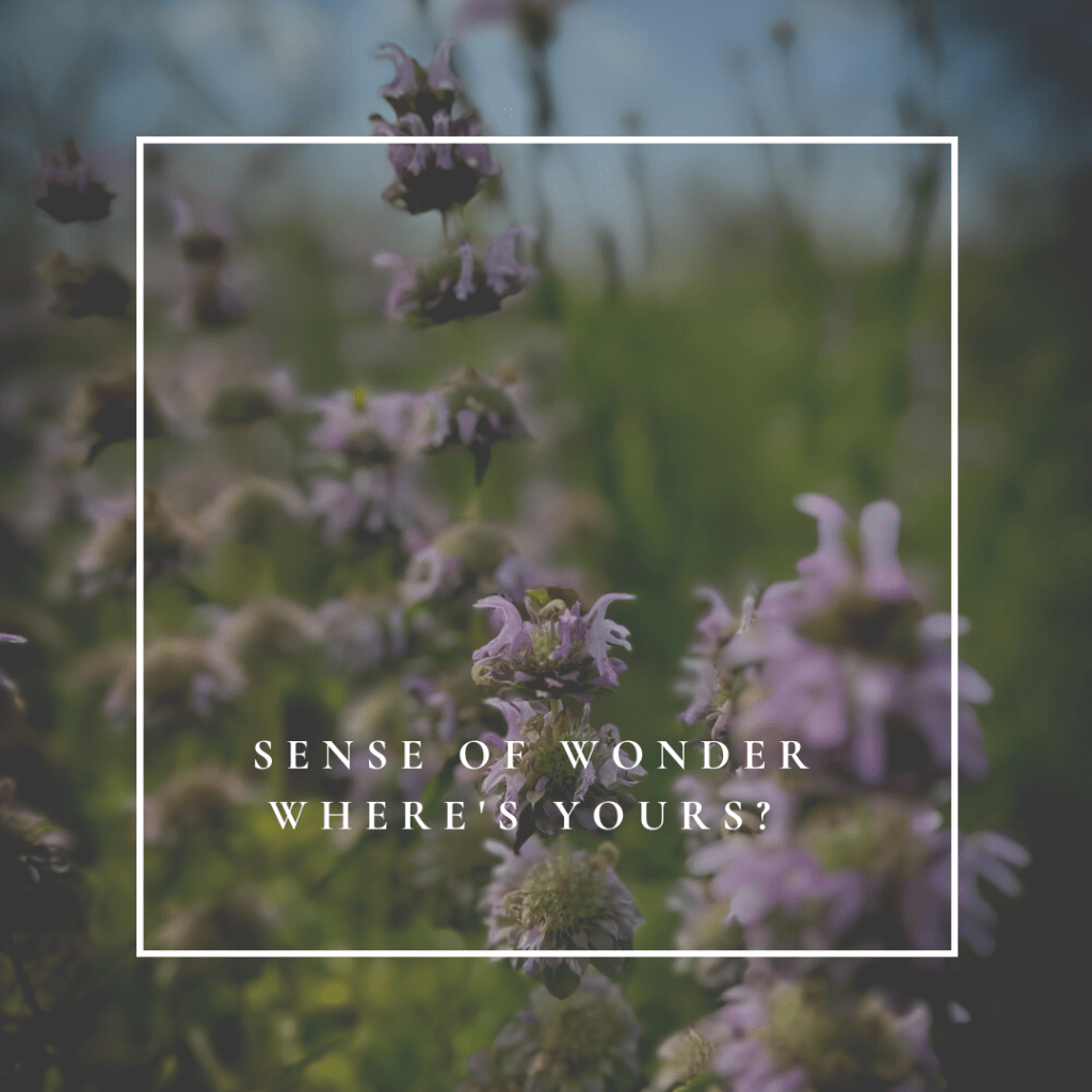 Horsemint flowers in the background with the words Sense of Wonder Where's Yours? overlaid on it.. 