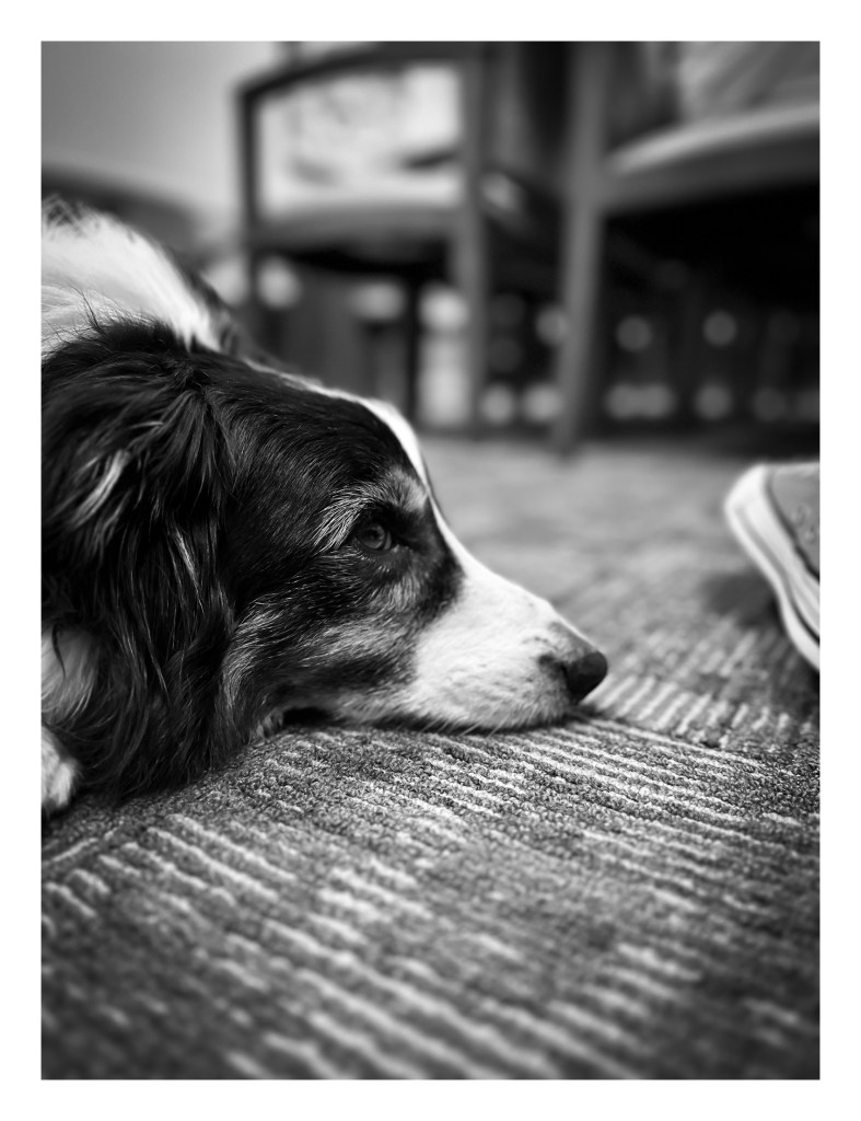 A border collie dog with her head on the floor looking towards a girl's foot. The image is in black and white.  