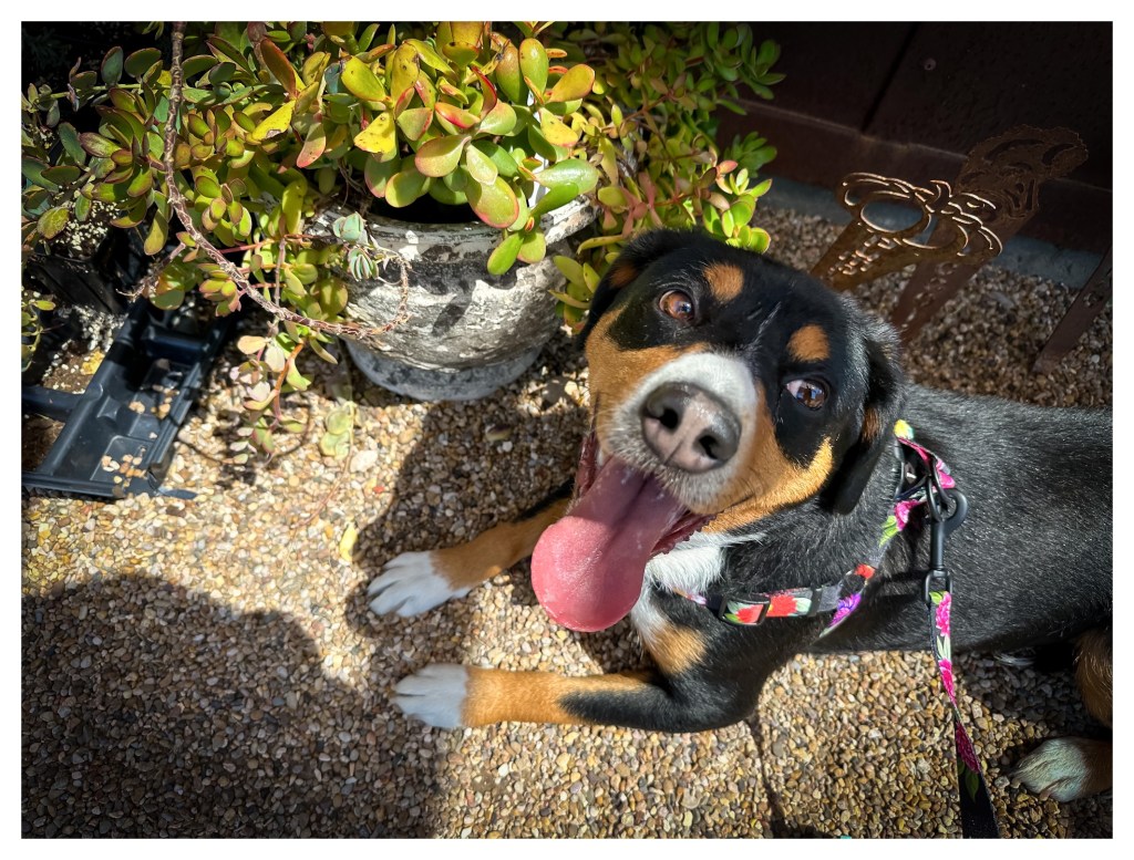 An Entlebucher dog that is black, tan, and white, laying down next to a planter of flowers