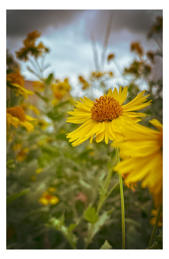 Yellow daisies amongst their green leaves 